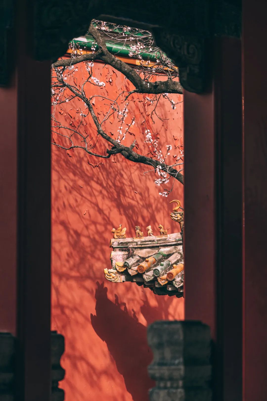 尼康z6ii24-50拍摄效果,尼康z6ii定焦镜头推荐