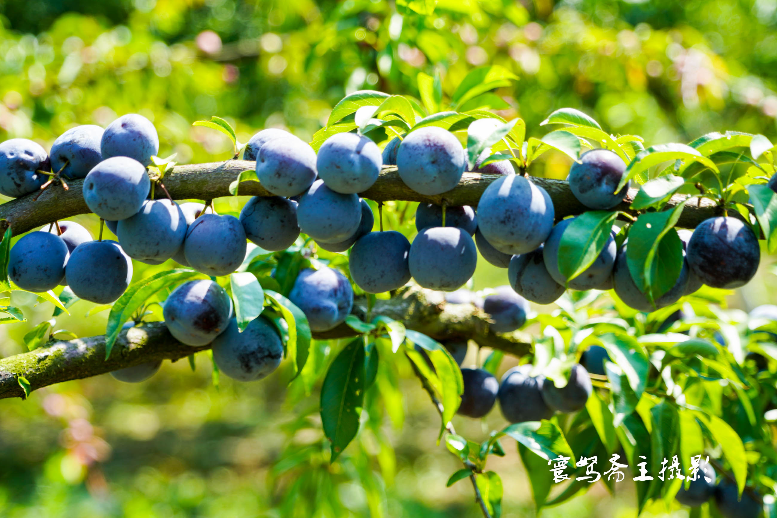 重庆静观柴火鸡,静观陈氏柴火鸡