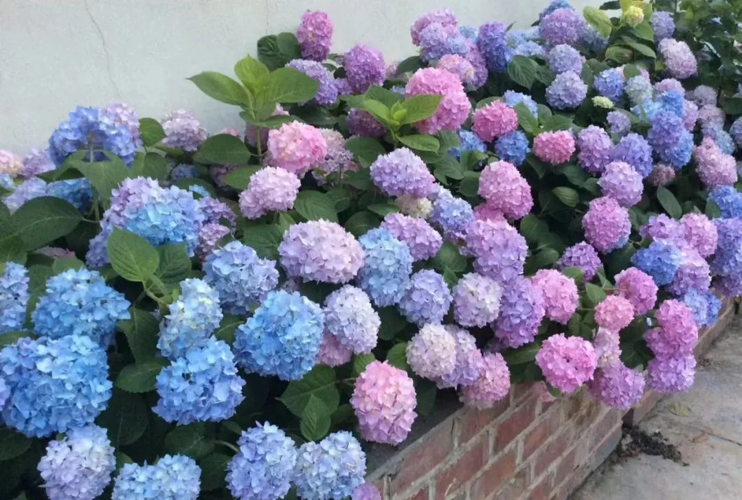 30款经典蓝紫色开花植物!别拉我,就让我坠入这梦幻的漩涡