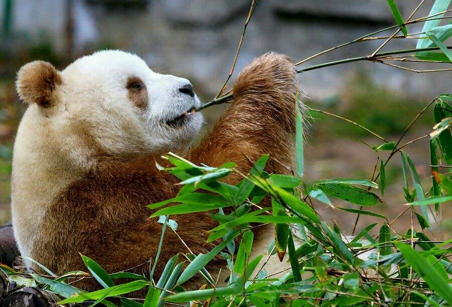 世界上最可怕的10种变异蜗牛,世界上最稀有的蜗牛品种