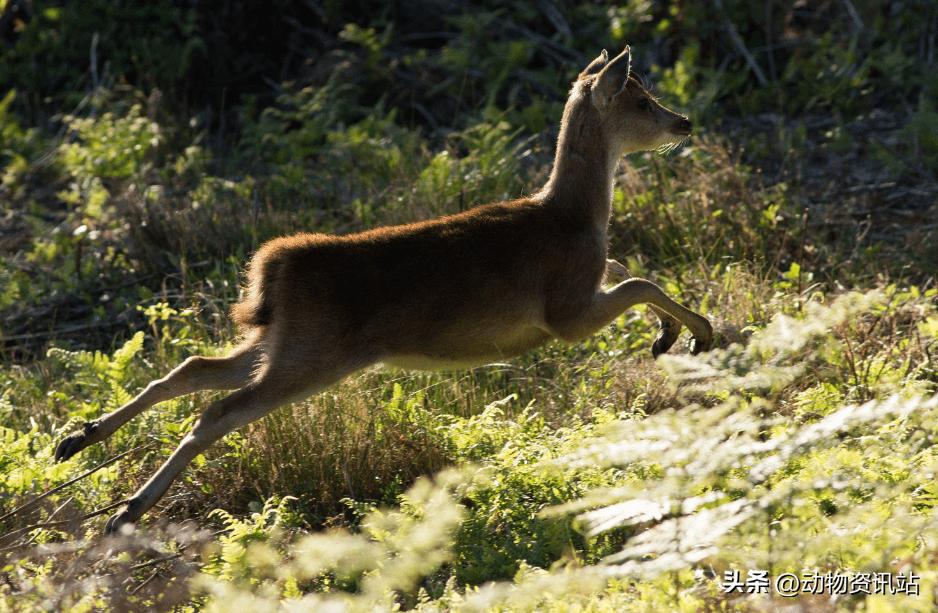 陆地动物界速度最快的动物排名,来自世界各地的动物