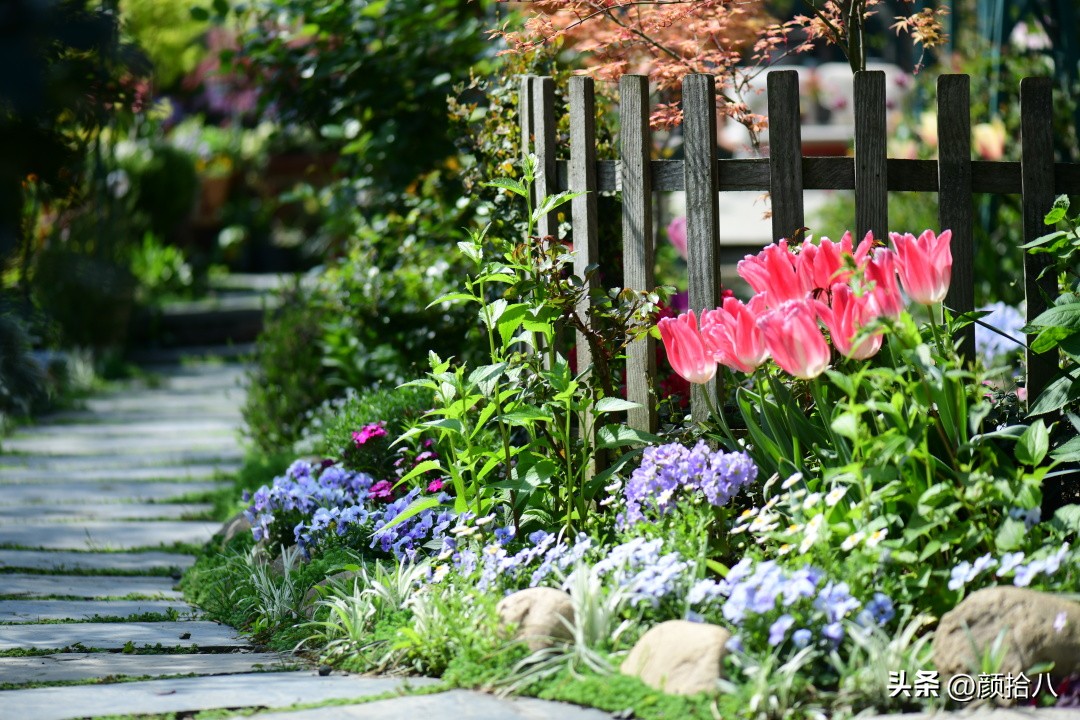 河马花园最耐阴植物,最漂亮的花园里的郁金香