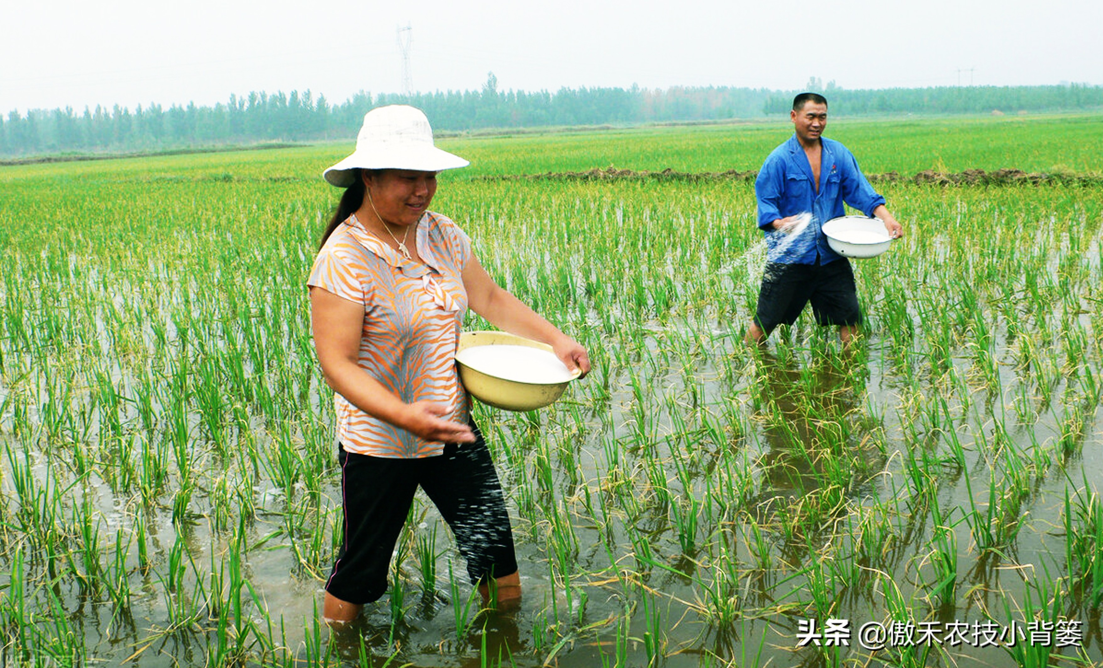 水稻田施肥有哪些方法,农村水稻施肥的方法