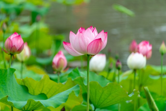 古诗词中的荷花别名,关于描写荷花的古诗都有哪些