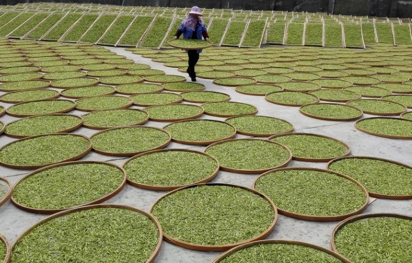 关于绿茶的16个冷知识你了解吗,绿茶的十大神奇功效你知道吗