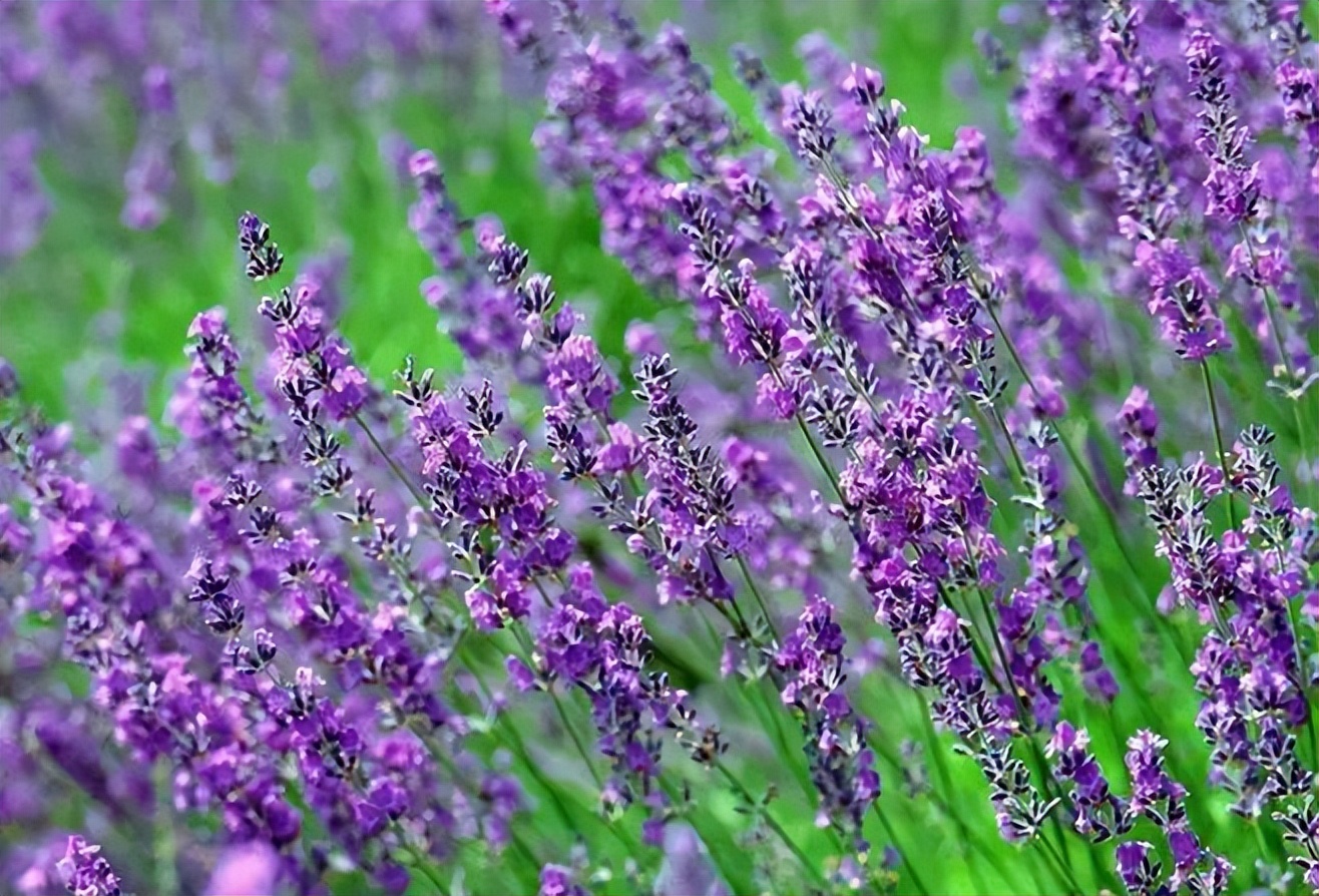 植物识别小口诀，总结的太全了！