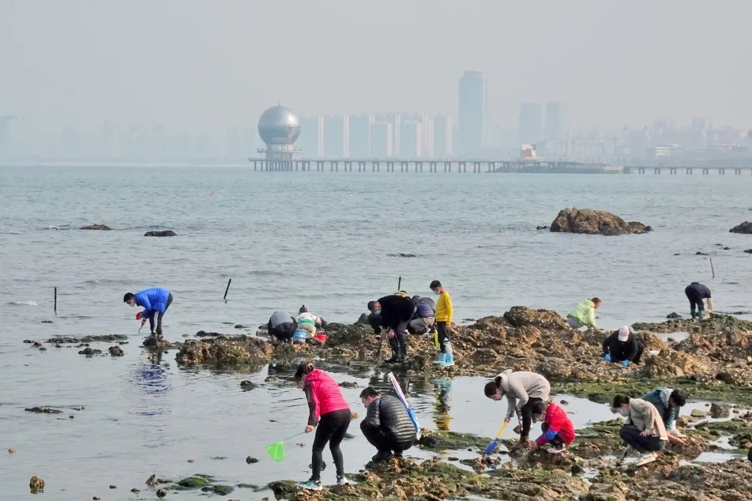 烟台赶海捡海肠,赶海就像捡垃圾