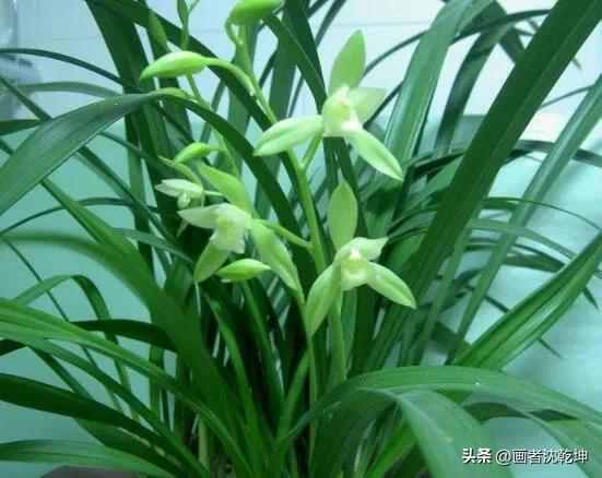 芝兰生于深谷不以无人而不芳出处,100幅历代名家兰花图值得一看再看