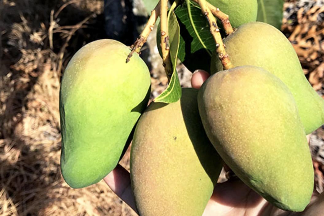 同样都是芒果，小台芒、贵妃芒、金煌芒哪个更好吃？它们有啥区别