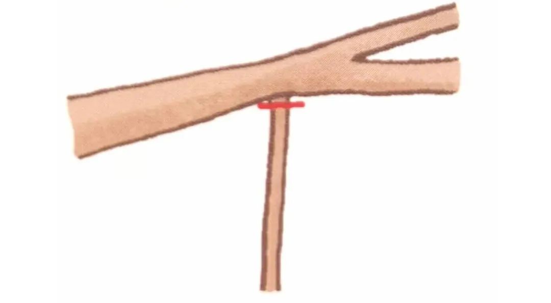 榆树盆景鸡爪枝修剪,映山红盆景花后怎样修剪枝