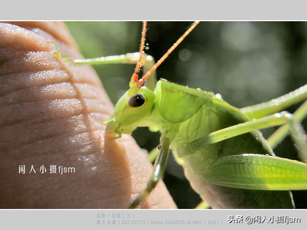 近距离拍摄昆虫小动物,常见昆虫微距摄影活动
