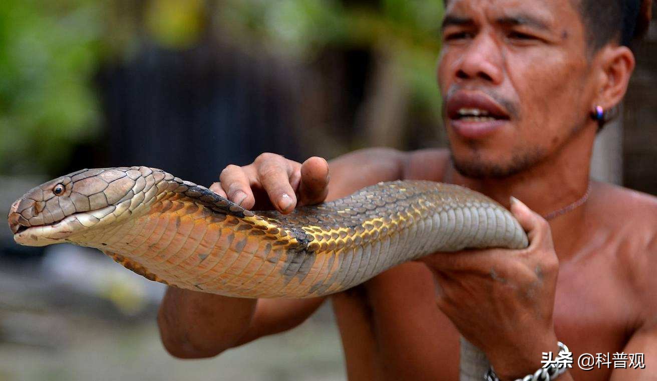 农户家中惊现两米长剧毒眼镜王蛇,3米长眼镜蛇被狗咬