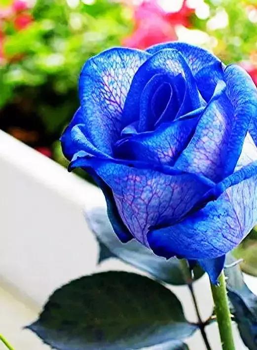 玫瑰花绝美头像,绝美玫瑰花图片