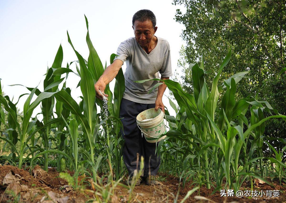 种玉米追几次肥什么时间追肥好,玉米追肥期追什么肥最好