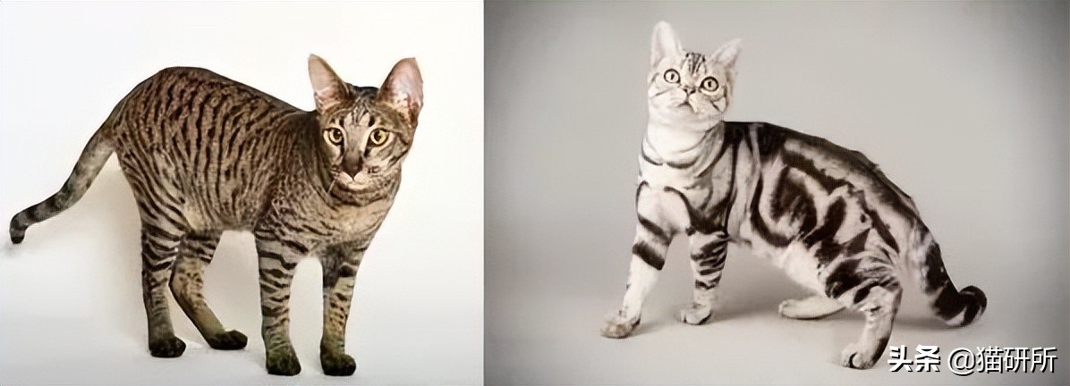 英短猫和美短哪个好养,英短跟美短猫咪