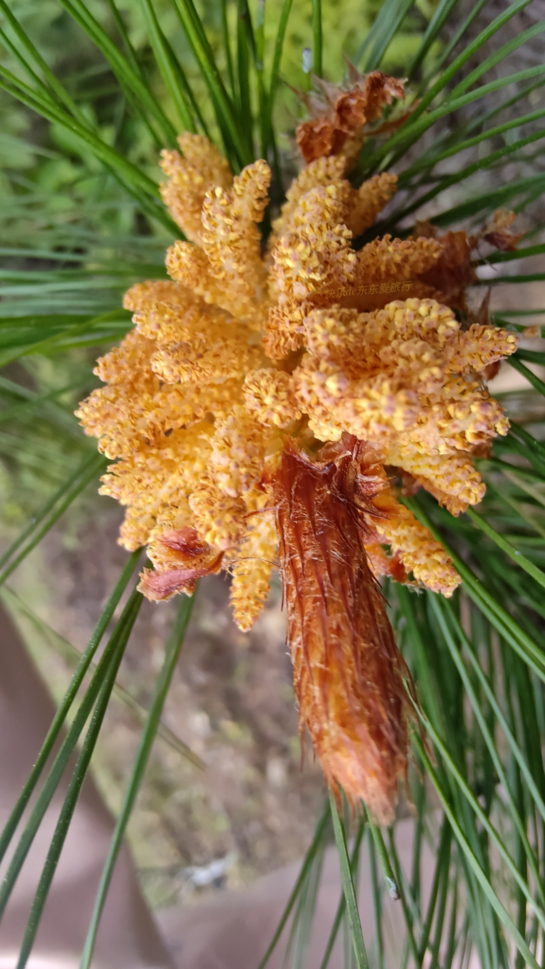 大家纷纷出去赏樱花，我却和老婆偷偷去山里看松树花，收获如何？