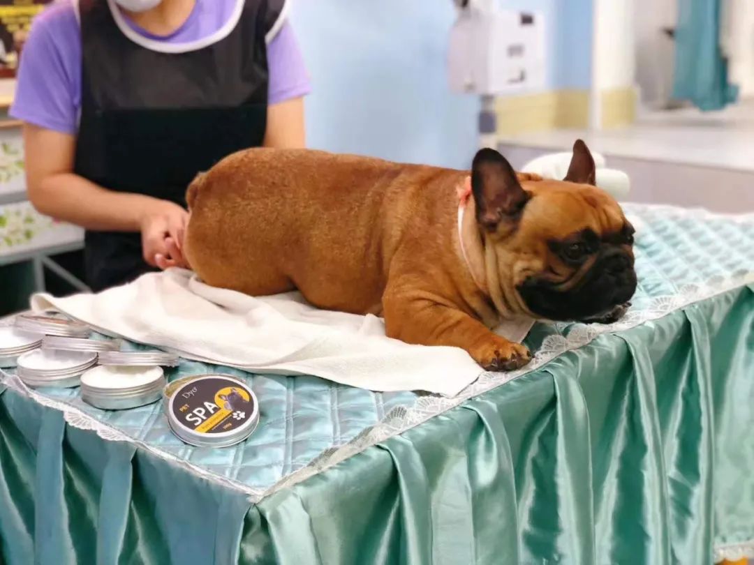 入驻门店近20000家，年增长超50%，Dyo用精致SPA“愉悦”万千宠物