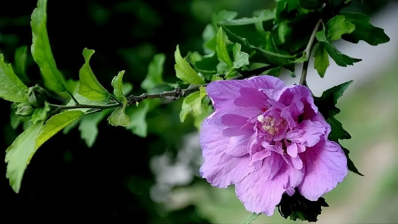 女生称呼情哥哥什么意思,女人对男人称呼她哥哥什么意思