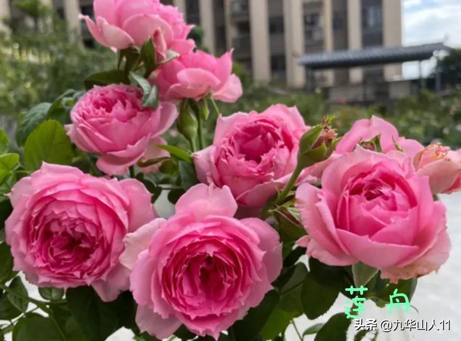 天狼无刺多头月季品种有哪些,天狼十大藤本月季排名