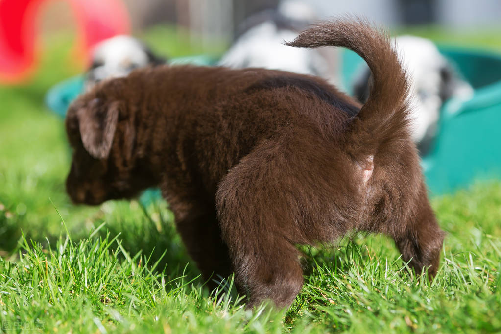 狗狗尿路结石中医治疗,狗狗尿路结石的治疗药