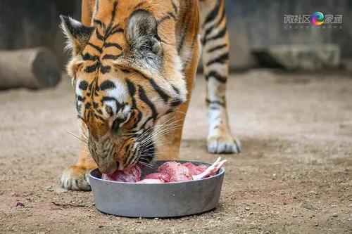 养老虎一年要花多少钱,养老虎一个月要花多少钱