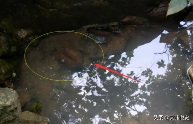 男子在臭水沟捡到一只乌龟,村民捡到乌龟马上报警