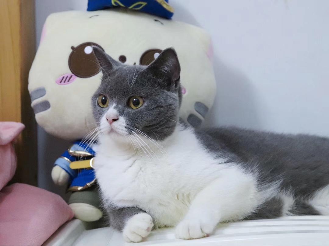 猫界最受欢迎的猫是什么猫,各种品种的猫哪种猫最好