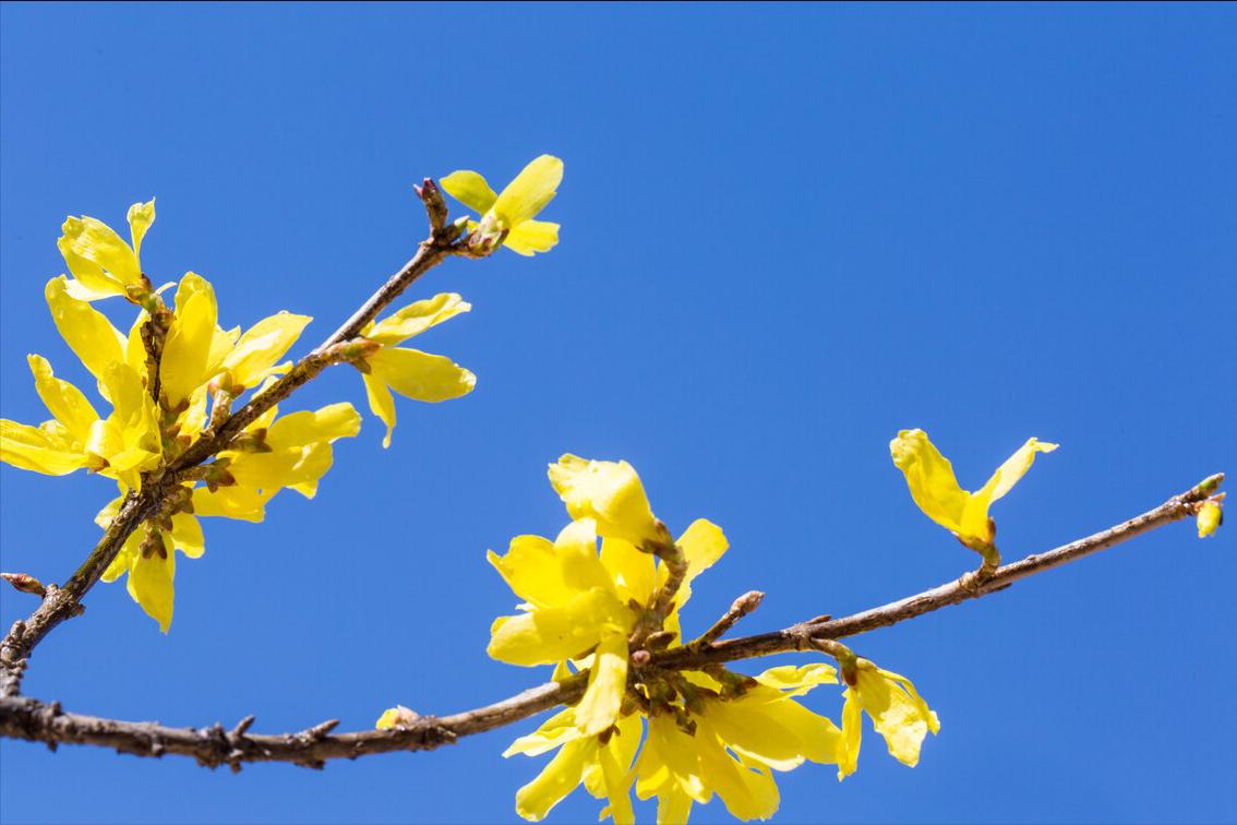 《中国大百科全书（第2版）》读书笔记03147-被子植物门