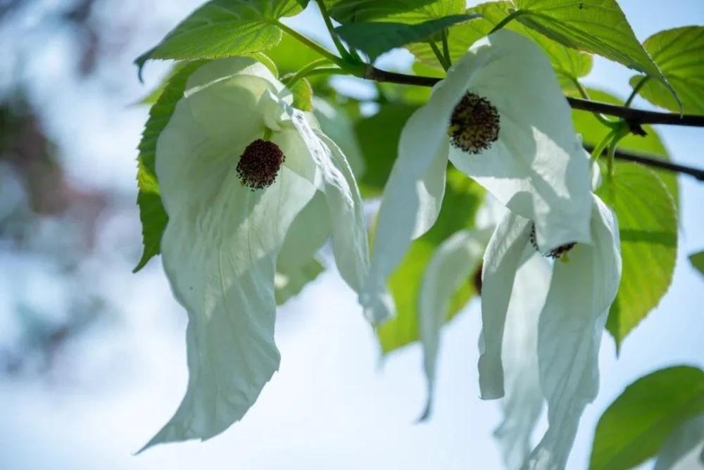 四川小众景点自驾,四月自驾游四川适合旅游的地方
