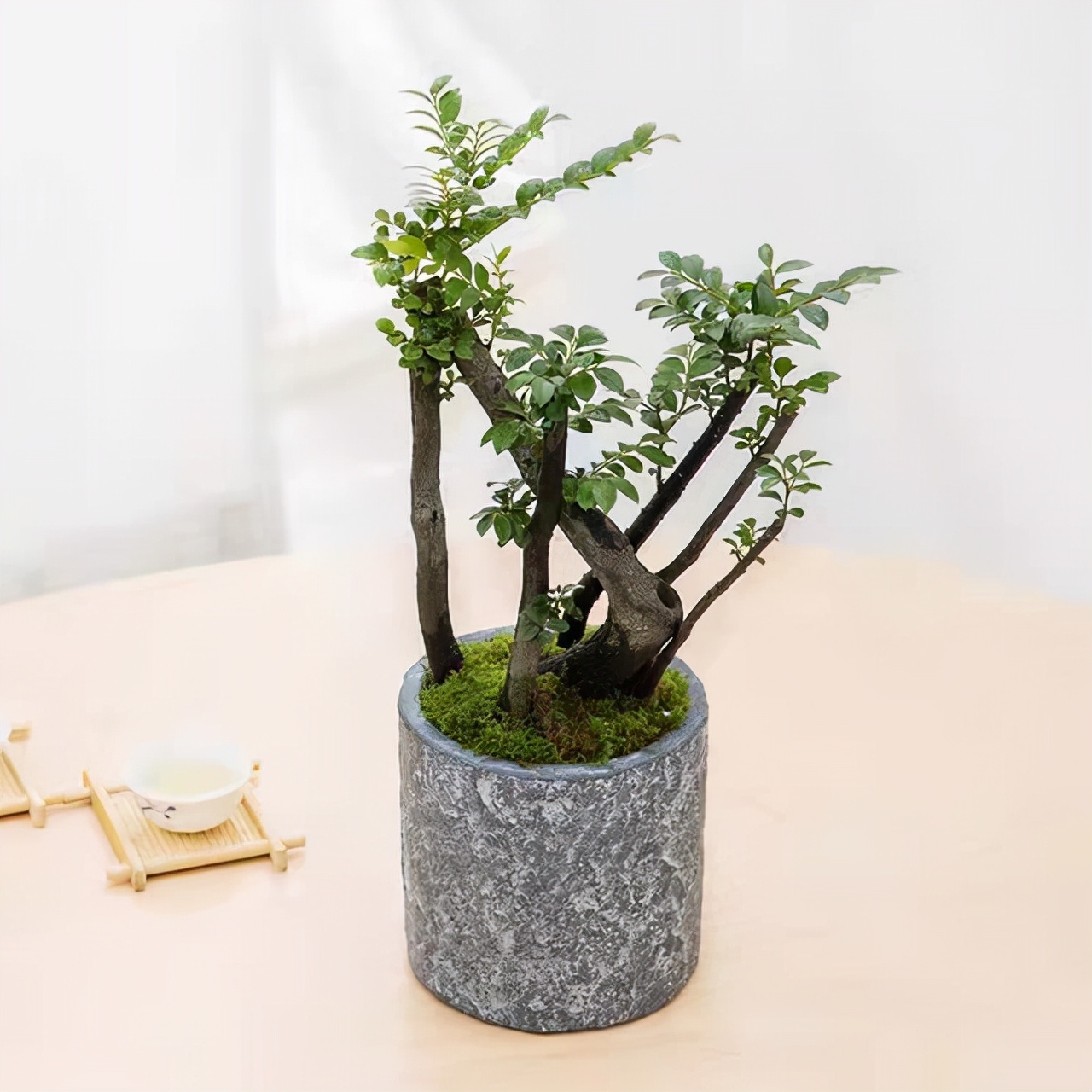 小叶紫檀盆栽的正确养殖方法,小叶紫檀盆栽养殖方法和注意事项