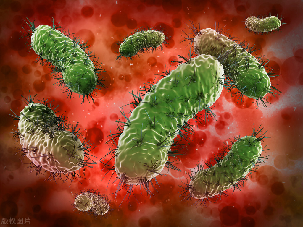 白带分泌物检查报告单怎么分析,白带分泌物检查报告单怎么看