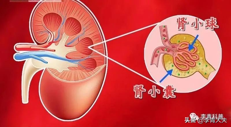 世界杯肾脏,世界杯和养生