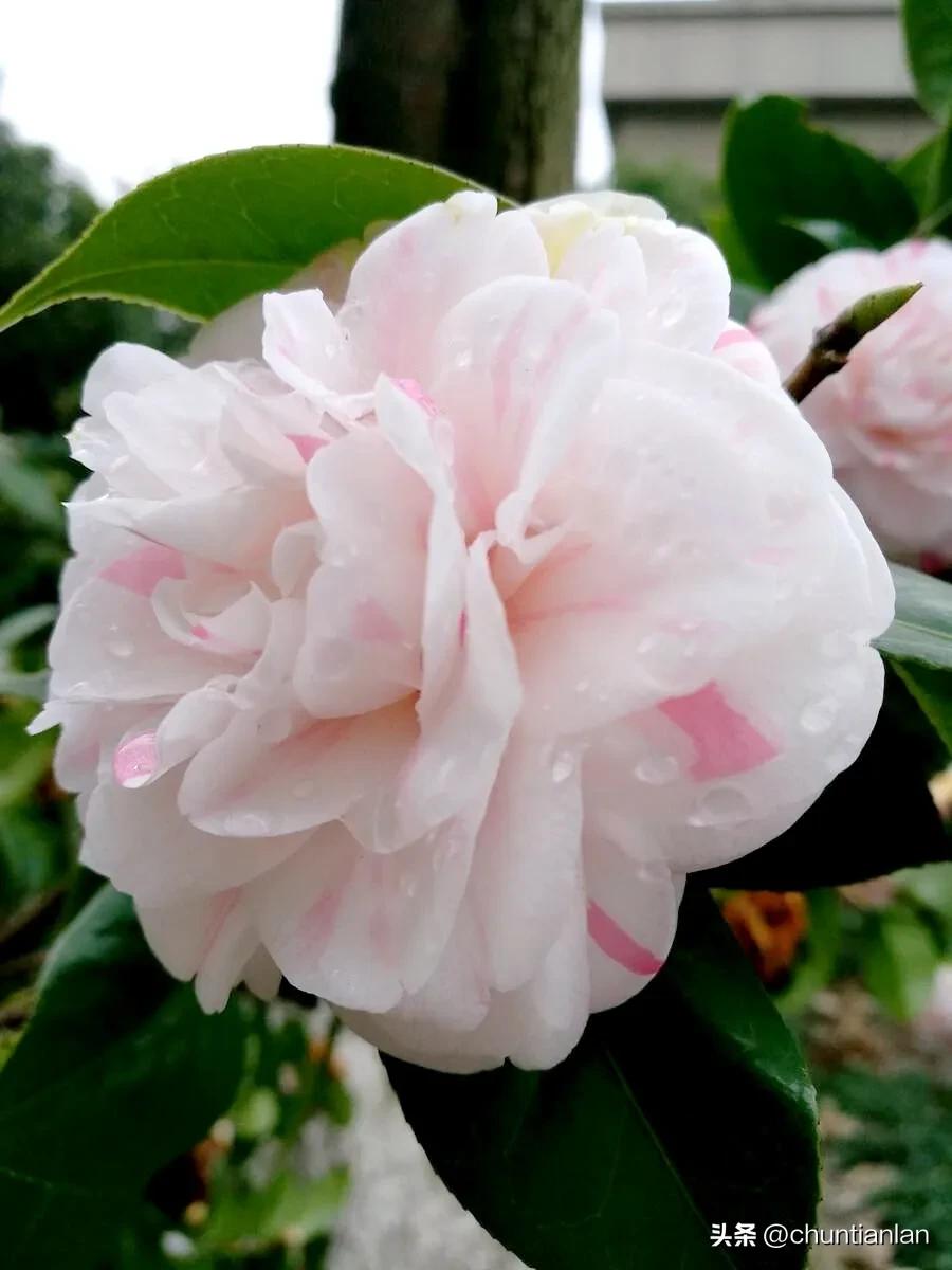 山茶花纯音乐,山茶花