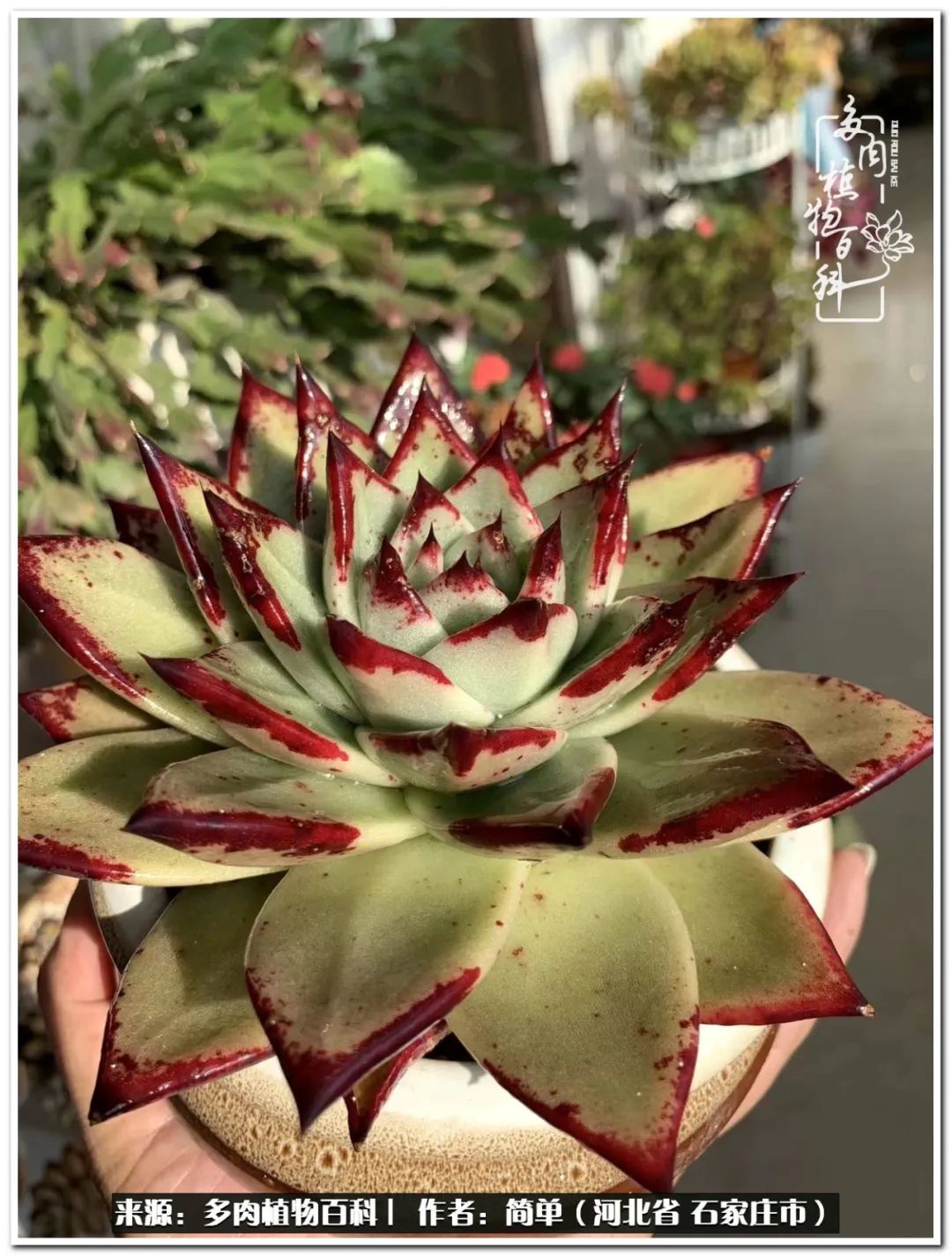 自从养了多肉以后视频,养多肉治愈生活中的疲惫和琐碎