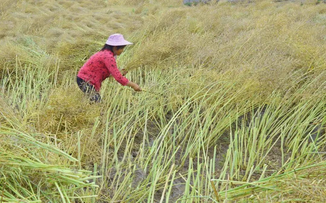 女尸身上覆盖油菜秆，只因为凶手想为她遮羞，犯罪升级中提及案例