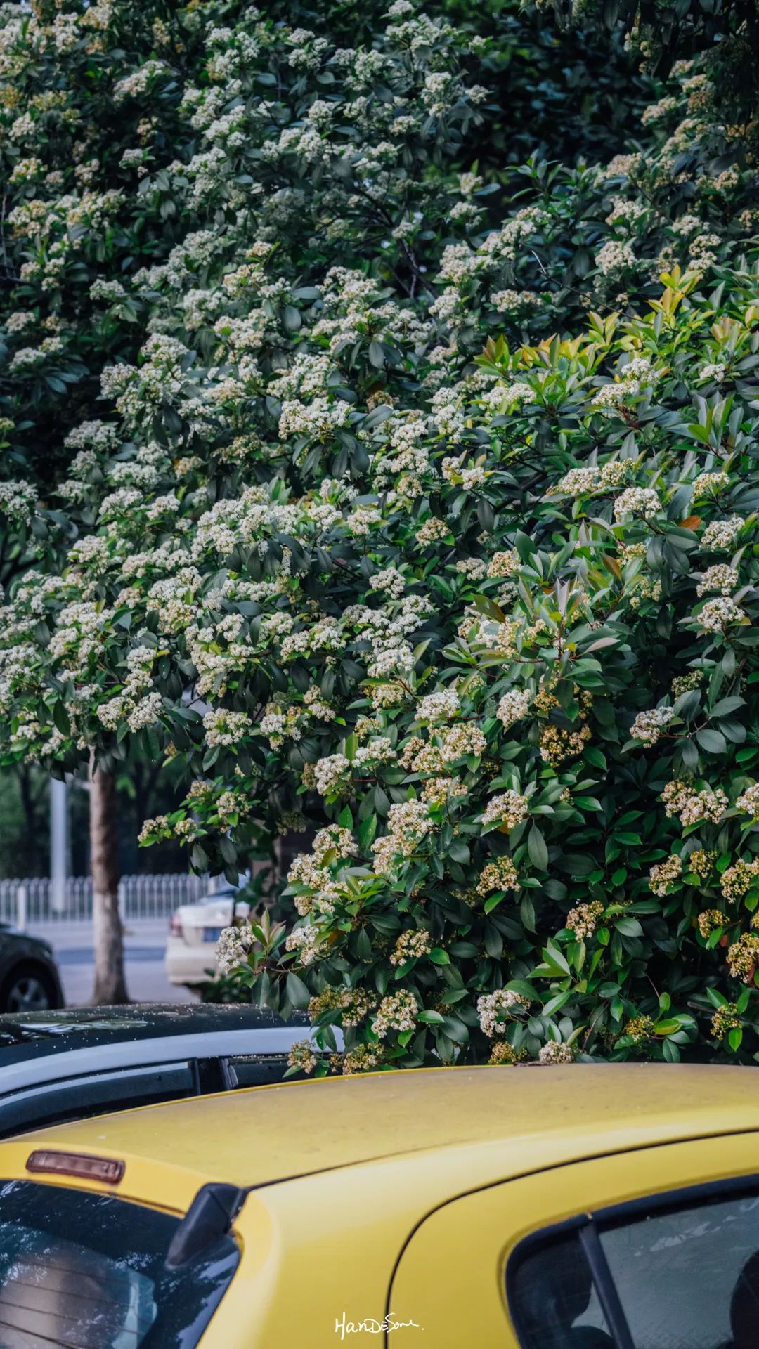 梧桐絮和石楠花,极限二选一