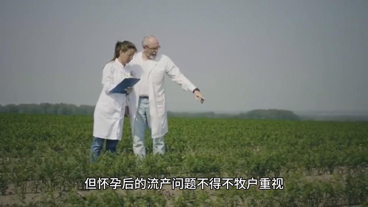 繁殖母牛#每天分享牛羊养殖小知识