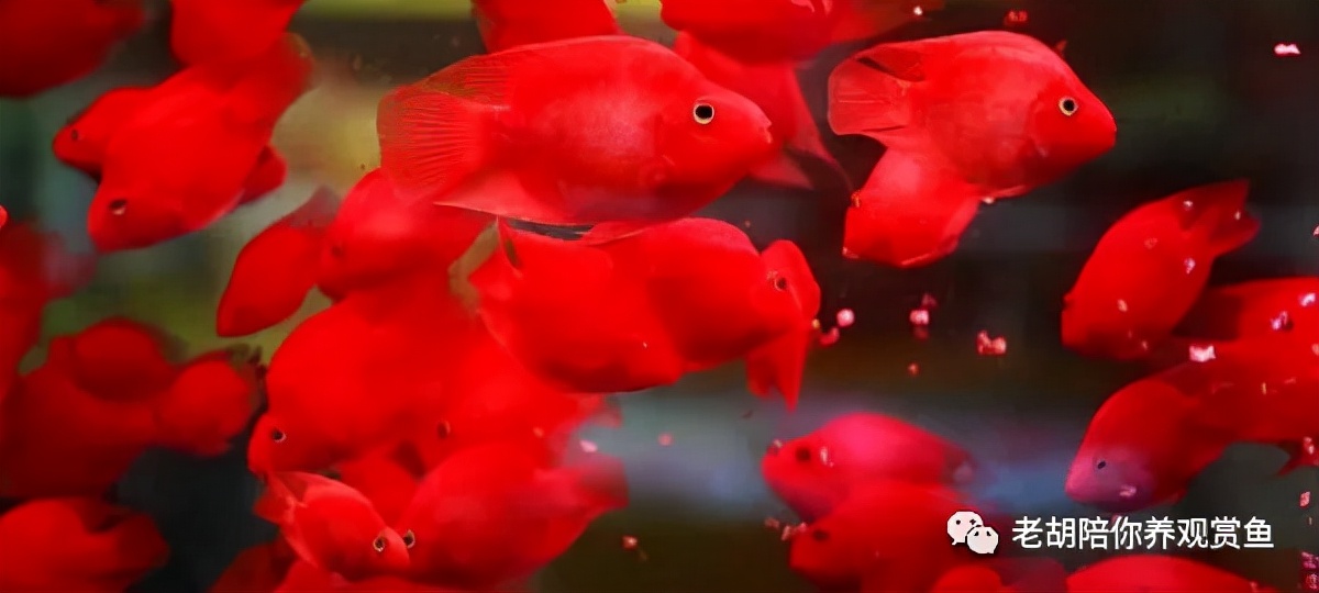 龙鱼褪色呆滞,龙鱼鳞片褪色