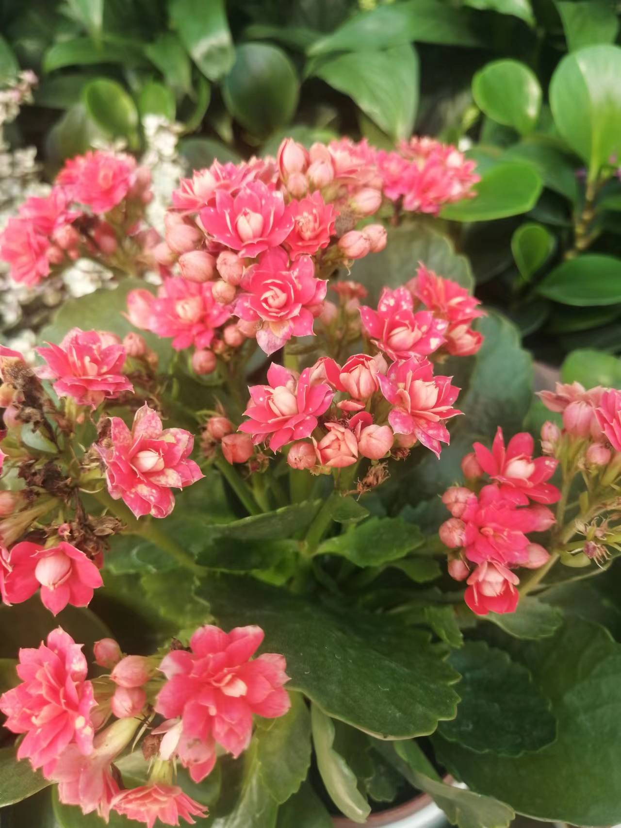 耐旱的花秋冬需要少浇水吧,这6种花就喜欢水多越浇越爆盆