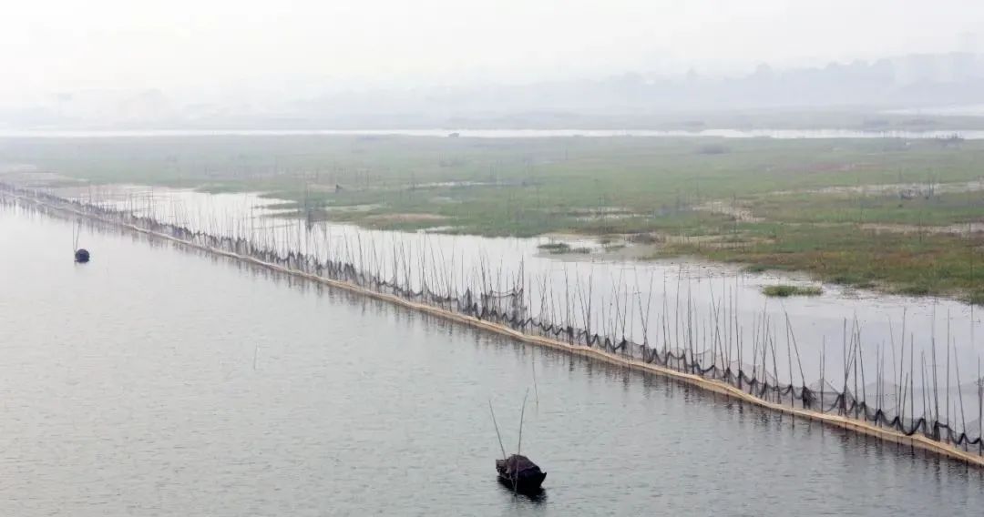 草鱼烂鳃病是怎么引起的,草鱼苗得了烂鳃病肠炎怎么治