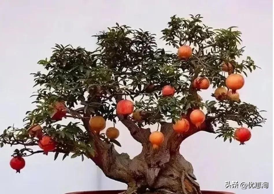 盆栽石榴树怎么制作造型,盆栽石榴S型造型
