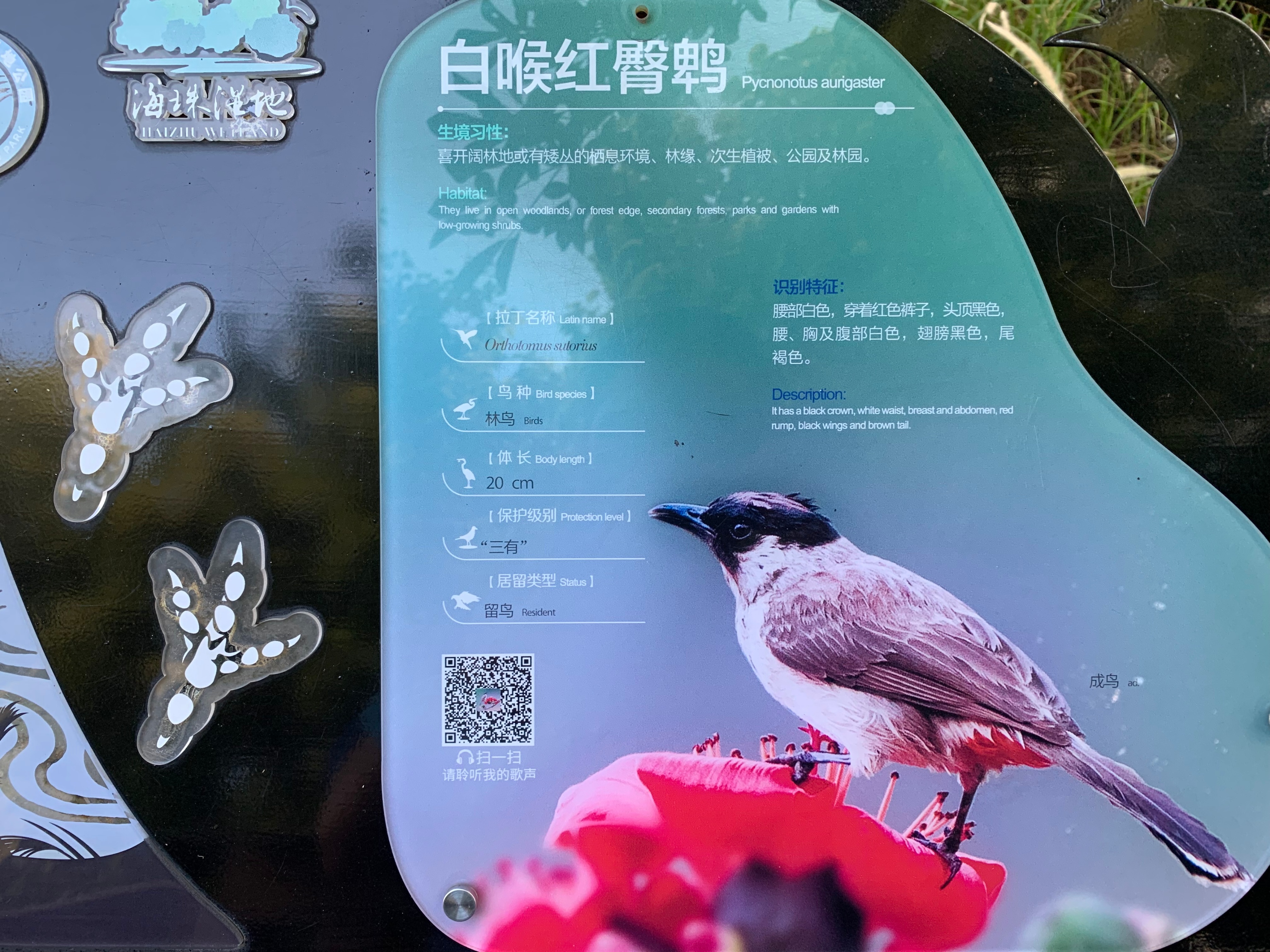 广州国庆假期一日游:南肾海珠湖国家湿地公园的最佳旅游攻略