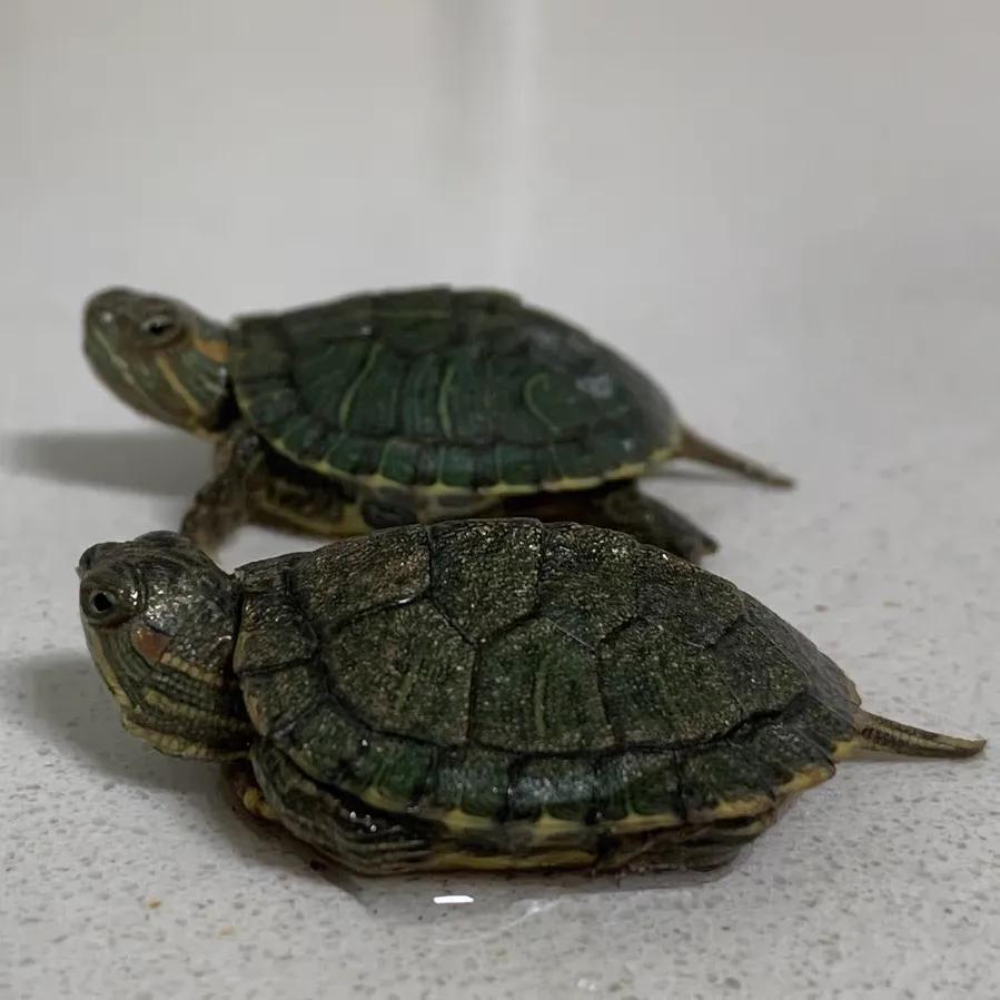 巴西龟密西西比红耳龟,十大智商最高的龟巴西红耳龟