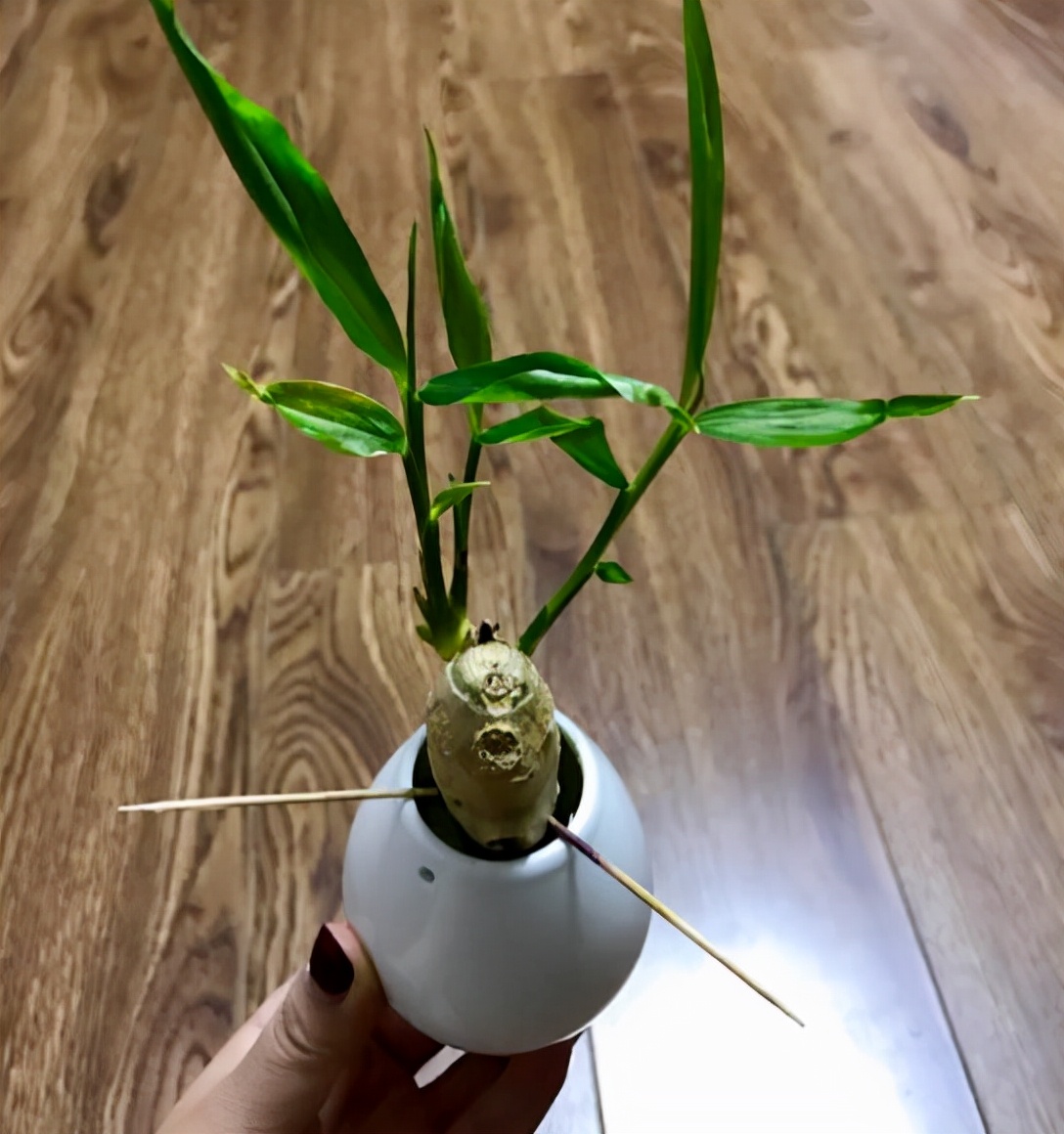 盆栽生姜什么时间种植怎样管理,生姜盆栽的种植方法时间