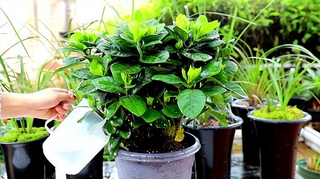 过期的各种药片混在一起浇花好吗,四种过期药片可以浇花