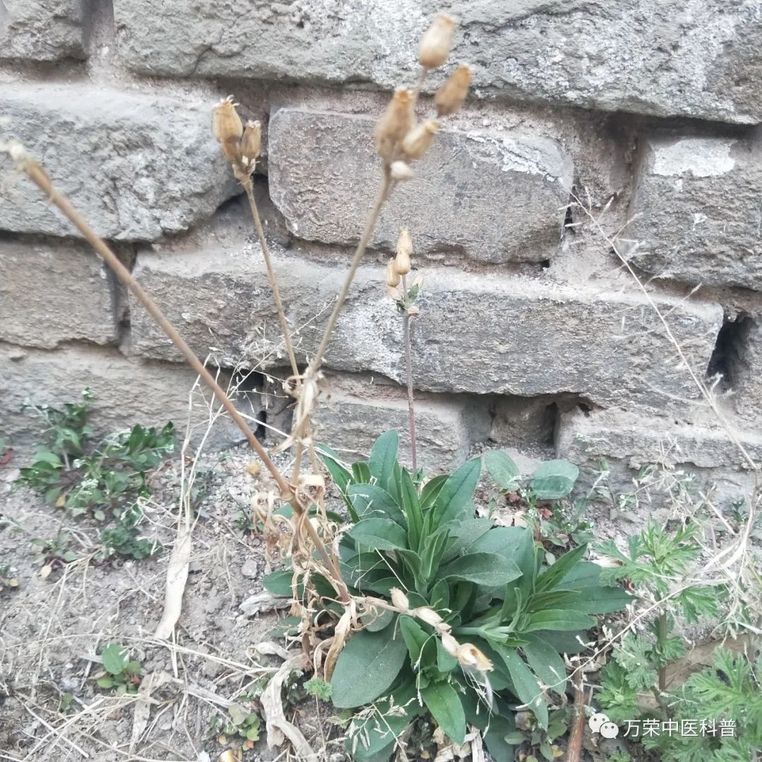 植物幼苗的发展过程详细,植物的幼苗在生长过程中