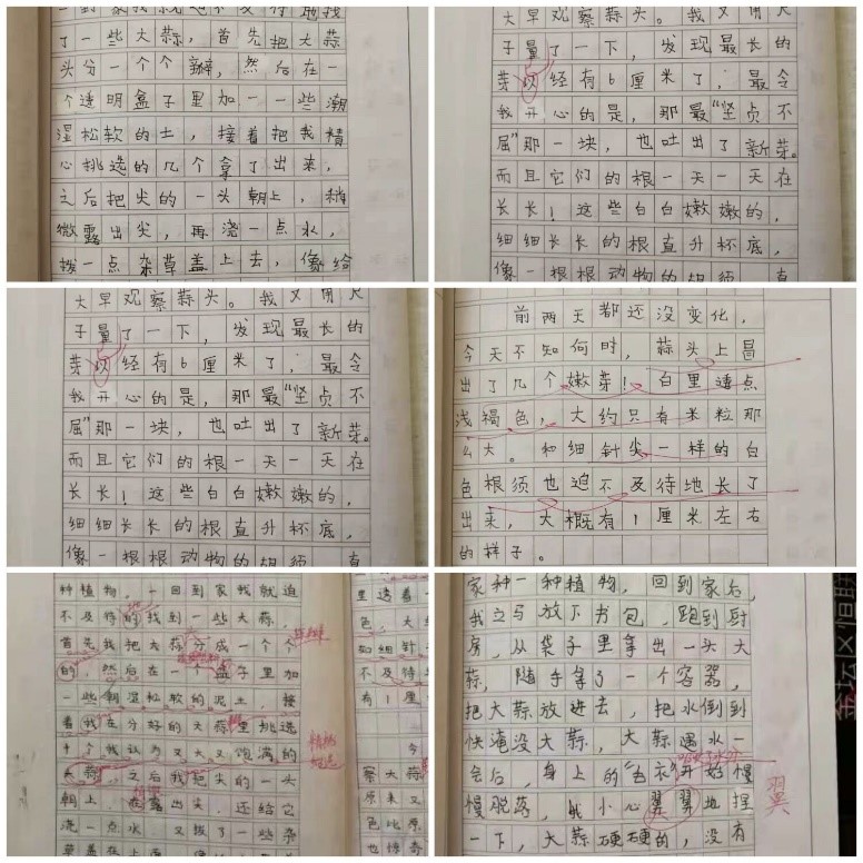 缤纷冬日寒假实践活动手册,幸福寒假实践活动手册