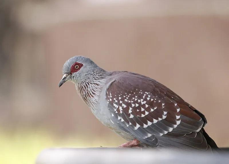 素食宠物食品,素食宠物零食有哪些品种