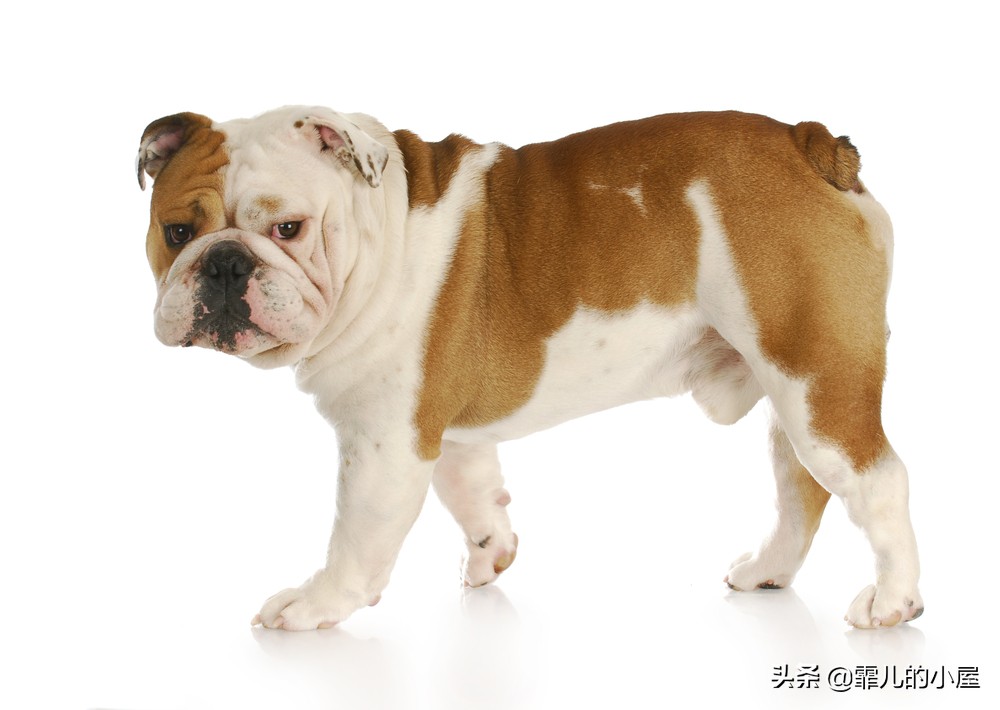 如何让你挑到称心如意的犬类宠物？一起来看看这份宝典指南吧