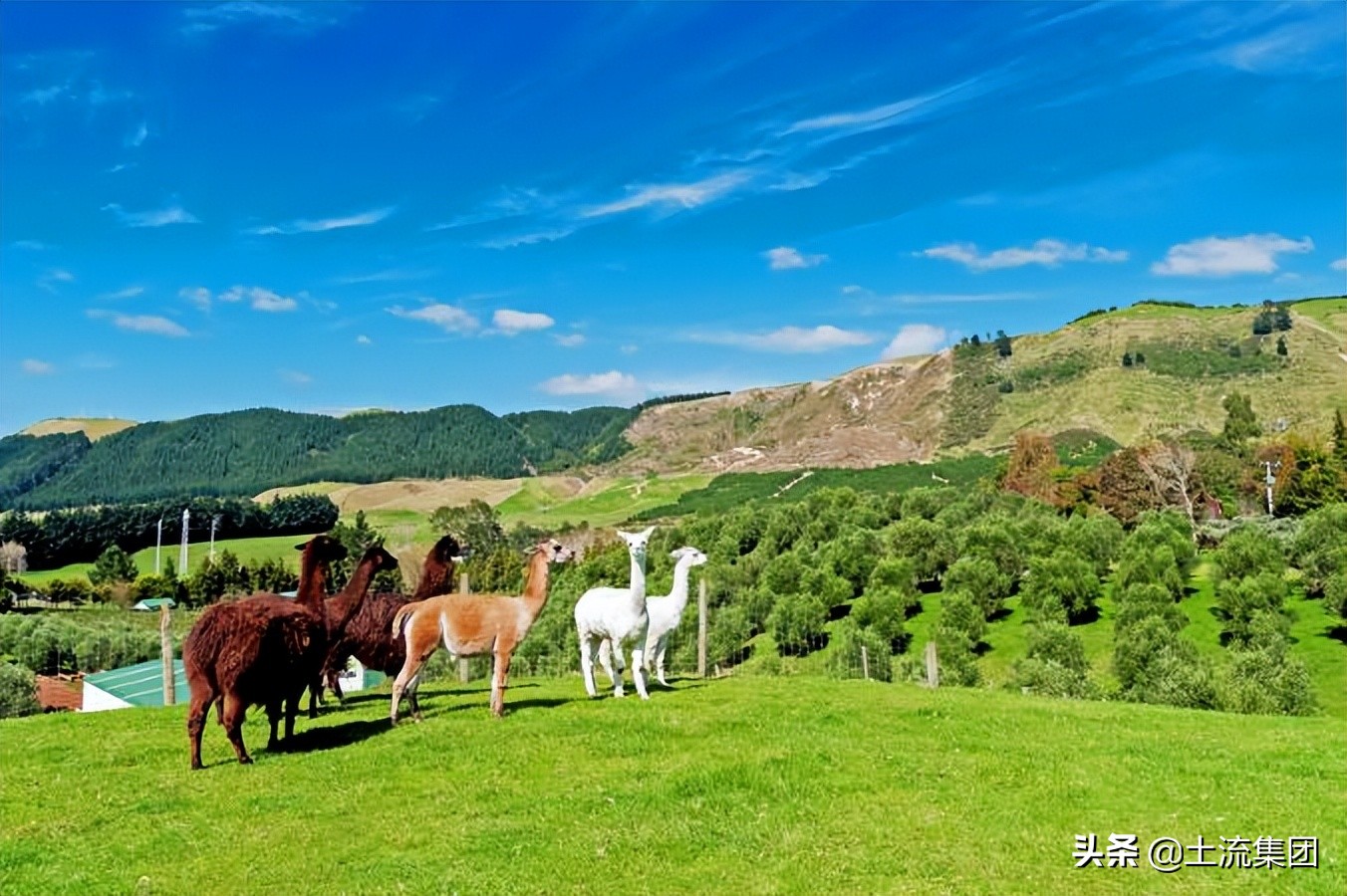 农村合作社补贴政策2022,2022小麦补贴每亩多少钱